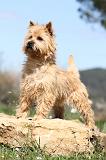 CAIRN TERRIER 232